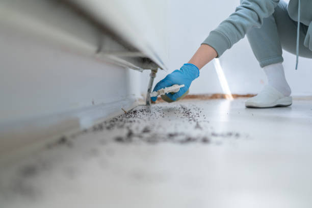 Best Insect Control  in Garden City Park, NY